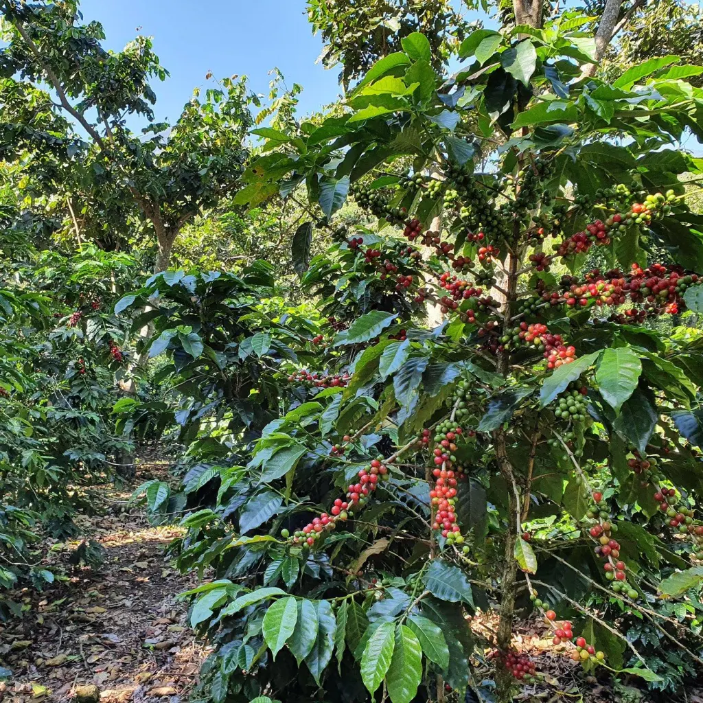 Café Especial da Guatemala